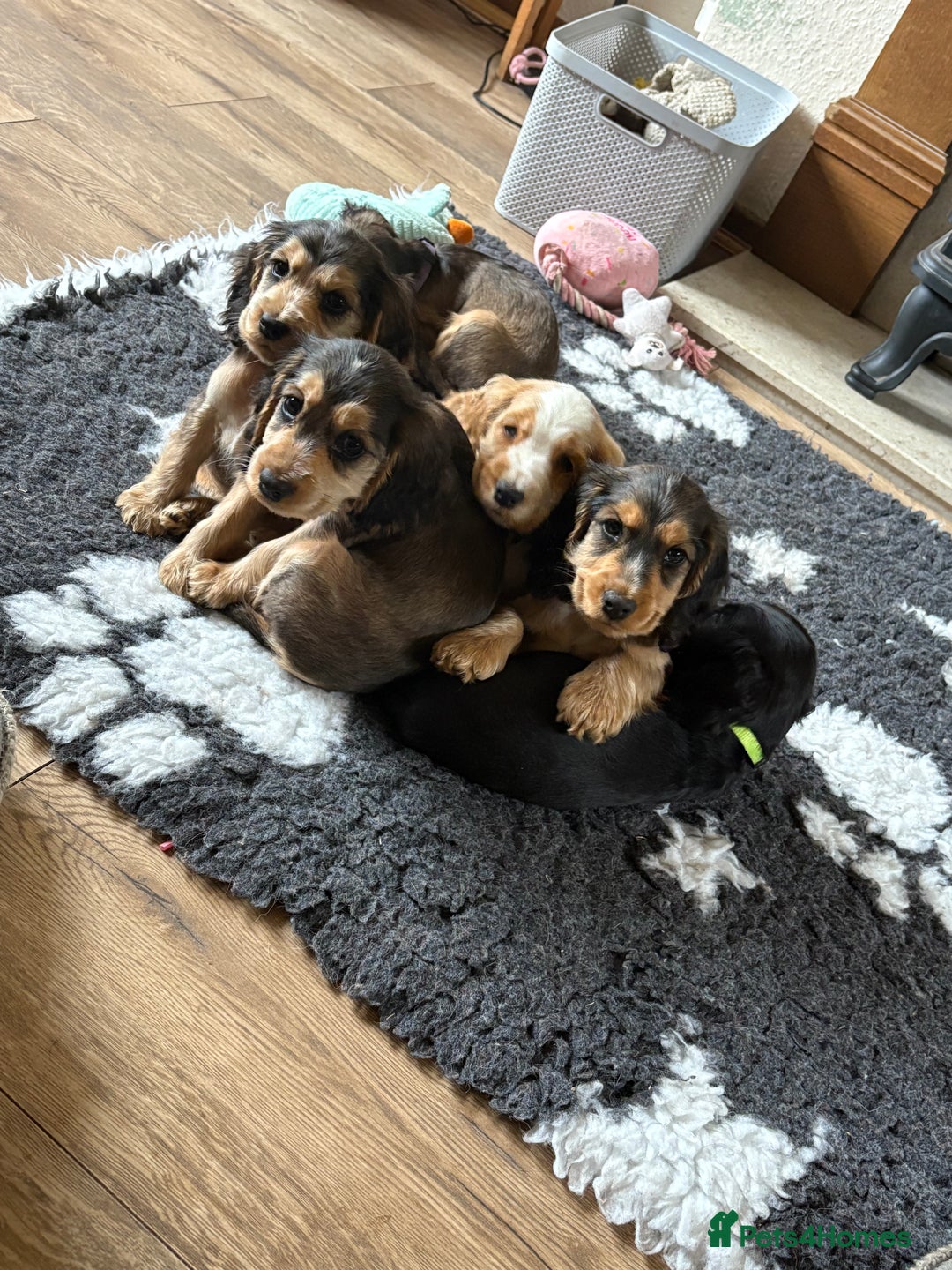 Cocker Spaniel dogs for sale: Show type Cocker Spaniel Puppies - Image 27