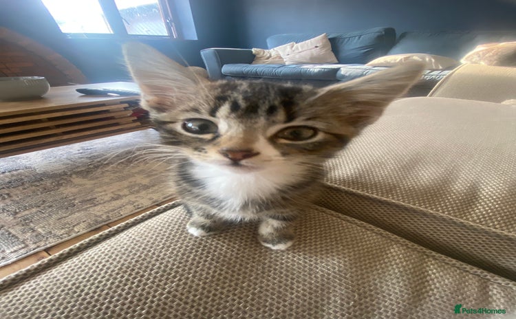 Domestic Shorthair cats - Advert 7