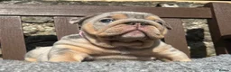 English Bulldog dogs for sale: Beautiful English bulldog puppies - Advert 11