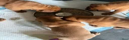 Dogue De Bordeaux dogs for sale: KC Dogue de Bordeaux Puppies with champions.  - Advert 12