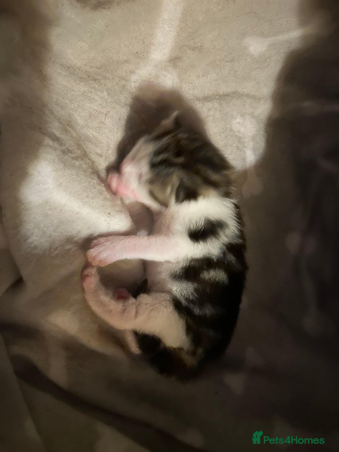 Bengal cats for sale: Boy bengul kitten 2weeks 5 days old - Image 5