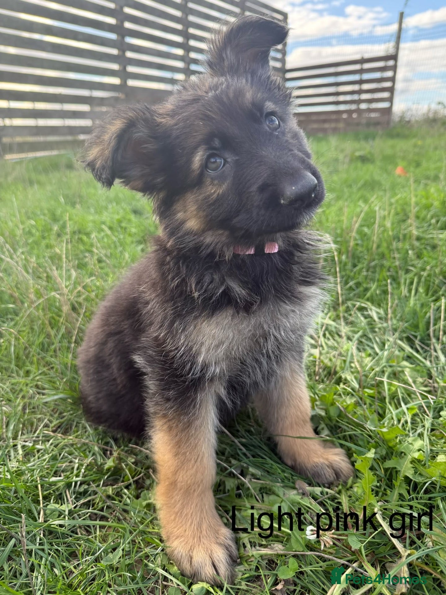 German Shepherd dogs German Shepherd Puppies For sale - Advert 17