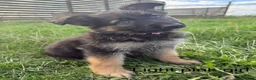German Shepherd dogs for sale: German Shepherd Puppies For sale - Advert 1