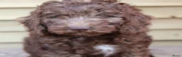 Labradoodle dogs for sale: Ready now , first vaccine complete & health check  - Advert 6