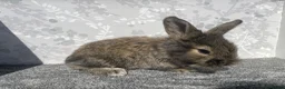 English Spot rabbits for sale: English spot x lionhead  - Advert 6
