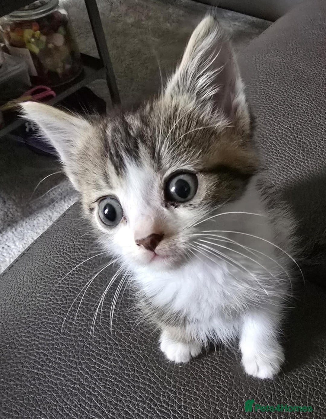 Mixed Breed cats for sale: Norwegian forest x kittens  - Image 10