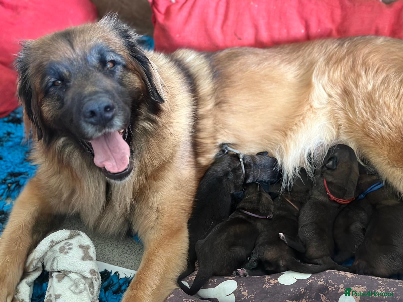 Leonberger dogs Leonberger Puppies - Advert 5