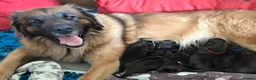 Leonberger dogs for sale: Leonberger Puppies - Advert 1