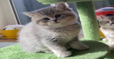 British Shorthair cats - Advert 1