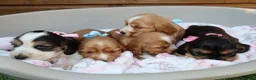 Cocker Spaniel dogs for sale: Beautiful show type cocker spaniel puppy’s  - Advert 14