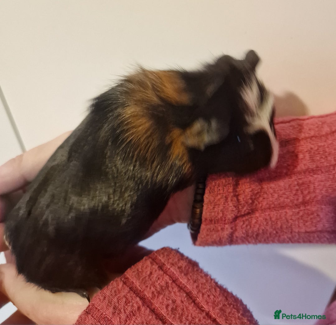 Guinea Pig rodents for sale: Female guinea pigs  - Advert 27