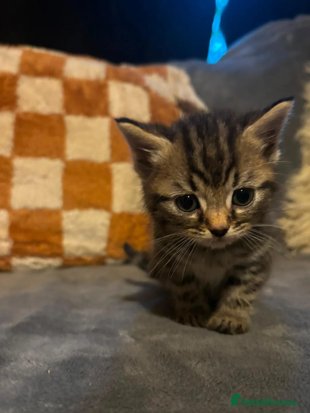 Mixed Breed cats for sale: Adorable British long hair Cross Kittens  in Northwich - Advert 6