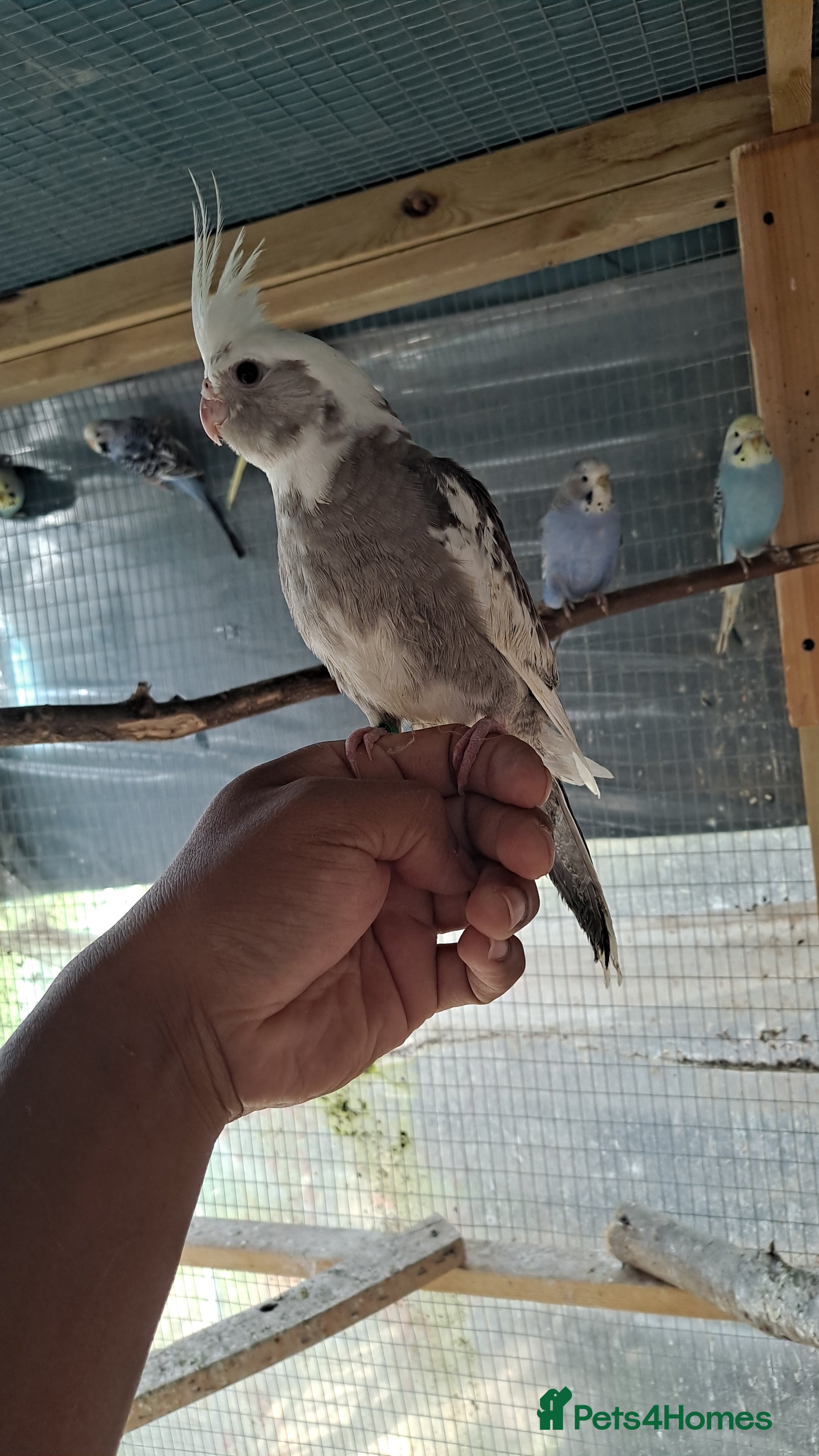 Cockatiels birds Hand tamed baby cockatiels for sale  - Advert 6