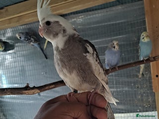 Cockatiels birds Hand tamed baby cockatiels for sale - Advert 6