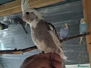 Cockatiels birds Hand tamed baby cockatiels for sale - Advert 20