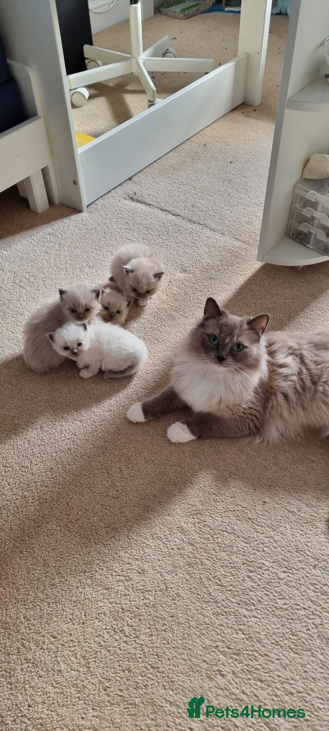 Ragdoll cats for stud: GCCF registered Ragdoll stud in Stoke-on-Trent - Advert 15