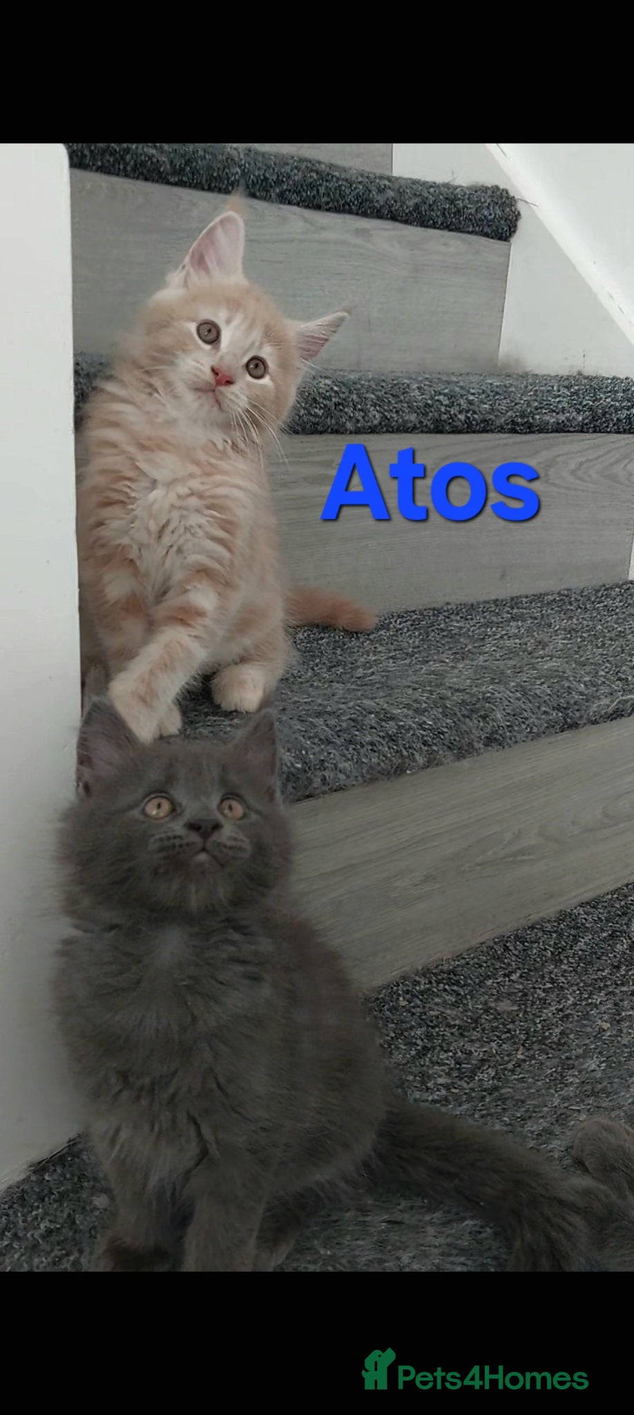 Maine Coon cats 👻😻 TICA REGISTERED Maine coon for sale👻😻 - Advert 2