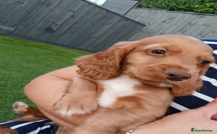 Cocker Spaniel dogs - Advert 4