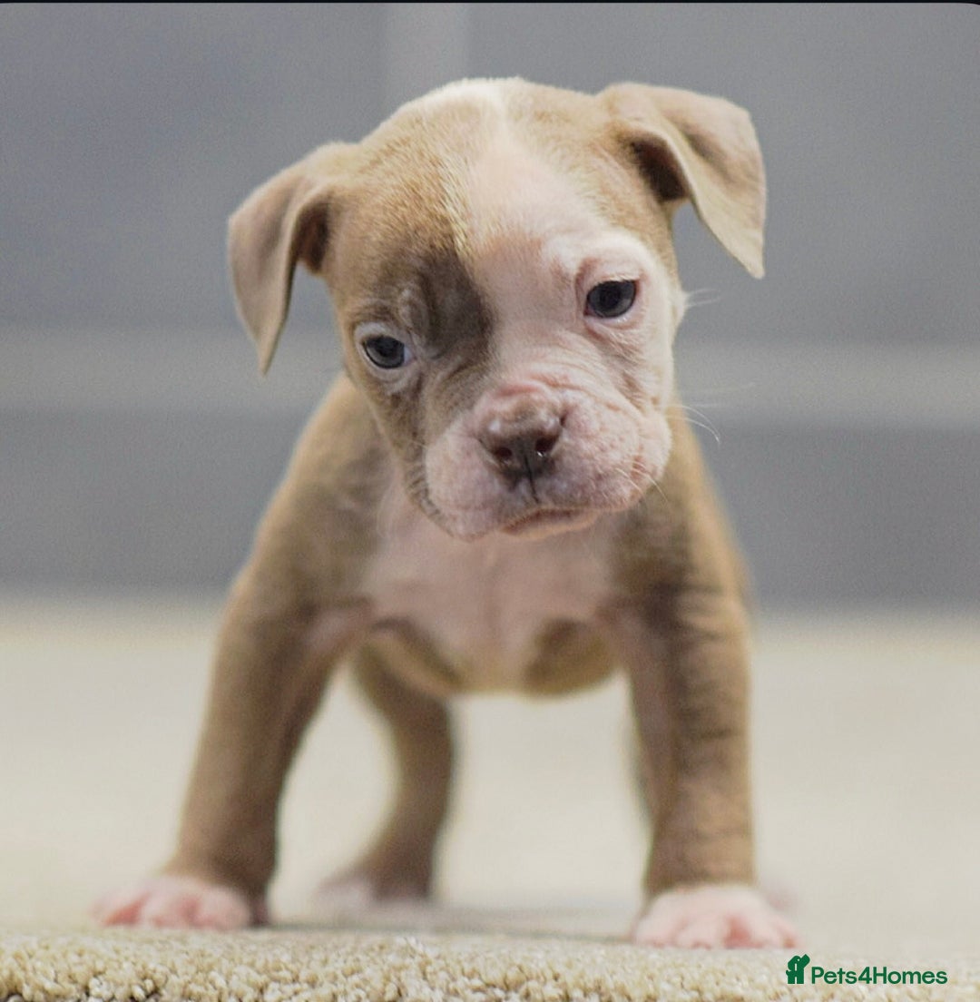 Olde English Bulldogge dogs for sale: 5⭐️COUNCIL APPROVED,LICENSED, 23 YEARS EXPERIENCE. - Advert 5