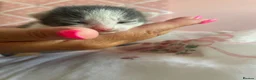 Mixed Breed cats for sale: Beautiful kittens  - Advert 4