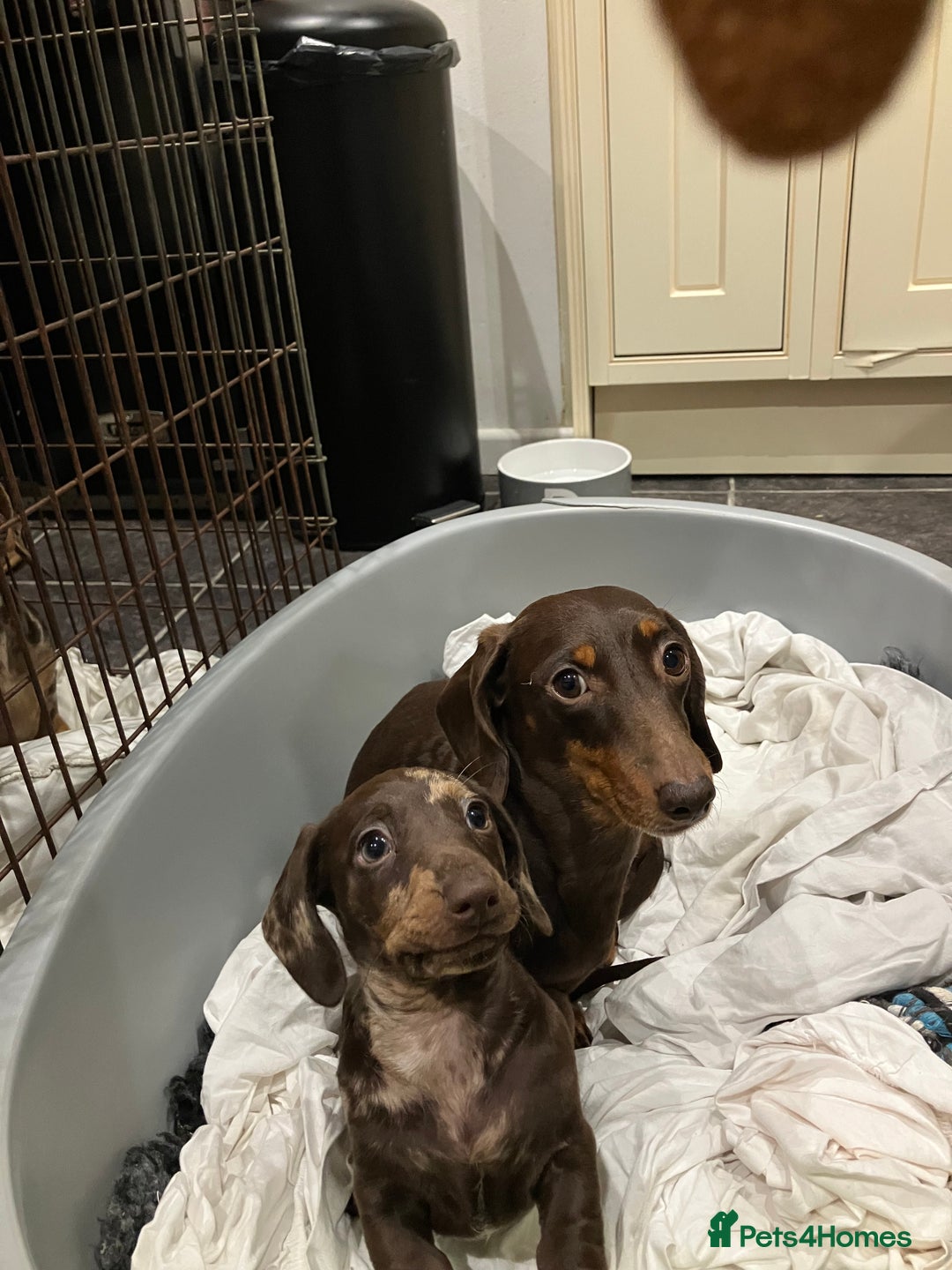 Miniature Dachshund dogs for sale: Miniature Choc Dapple Female Dachshund  - Advert 5