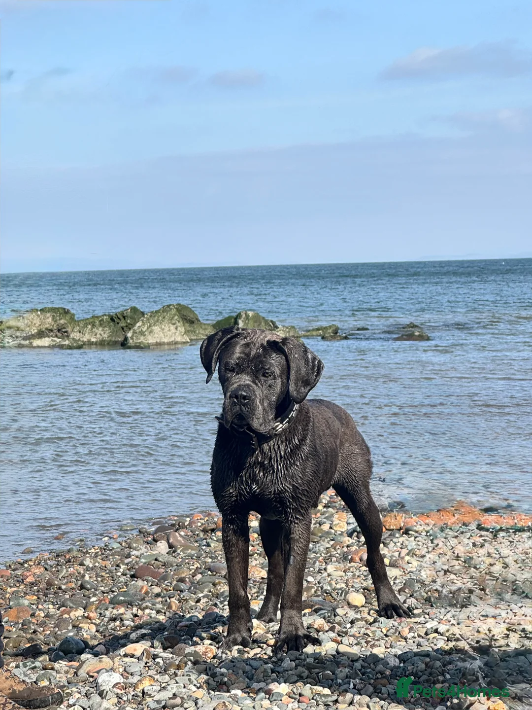 Cane Corso dogs for stud: Health tested Blue cane corso stud  in Carlisle - Advert 6