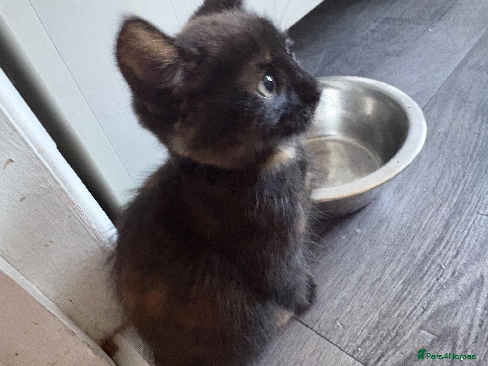 Mixed Breed cats 2 kittens  - Advert 11