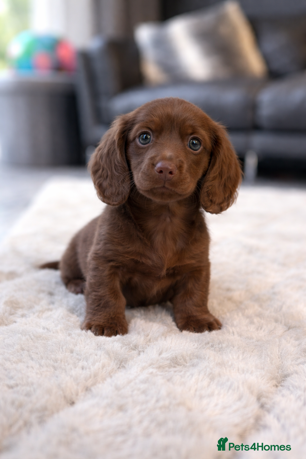 Miniature Dachshund dogs 5* L/H mini reg carrying cream vet approved pups - Advert 1