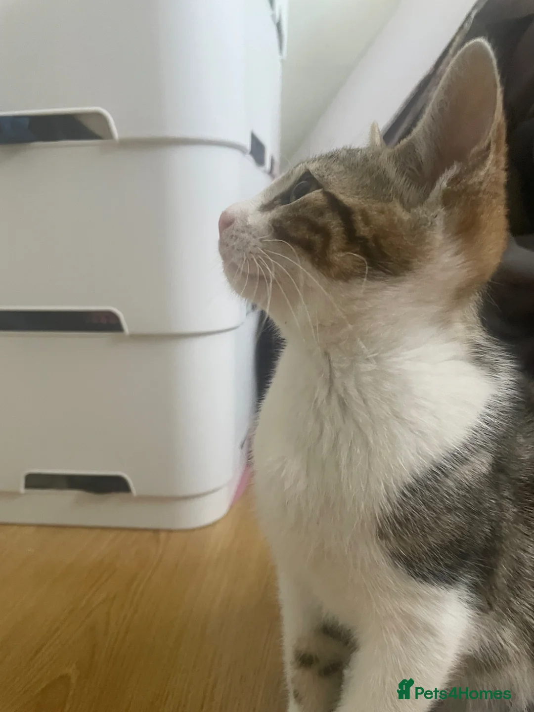 Mixed Breed cats for sale: Calm, quiet kitten  - Advert 5