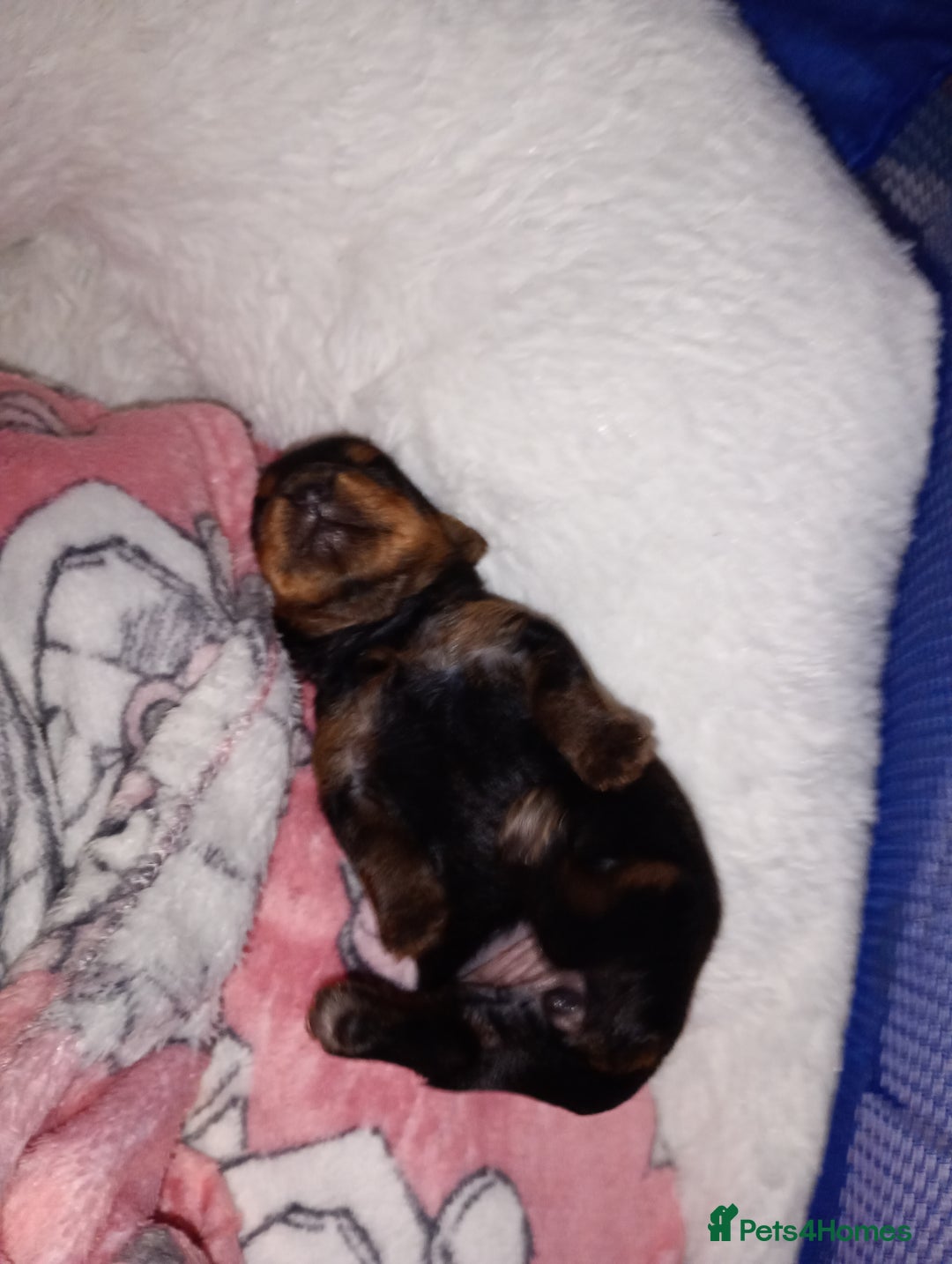 Yorkshire Terrier dogs for sale: Miniature Yorkshire terriers. Champion bloodline. - Image 4