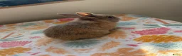 Mixed Breed rabbits for sale: Baby Rabbits for sale - mixed breed in King's Lynn - Advert 7