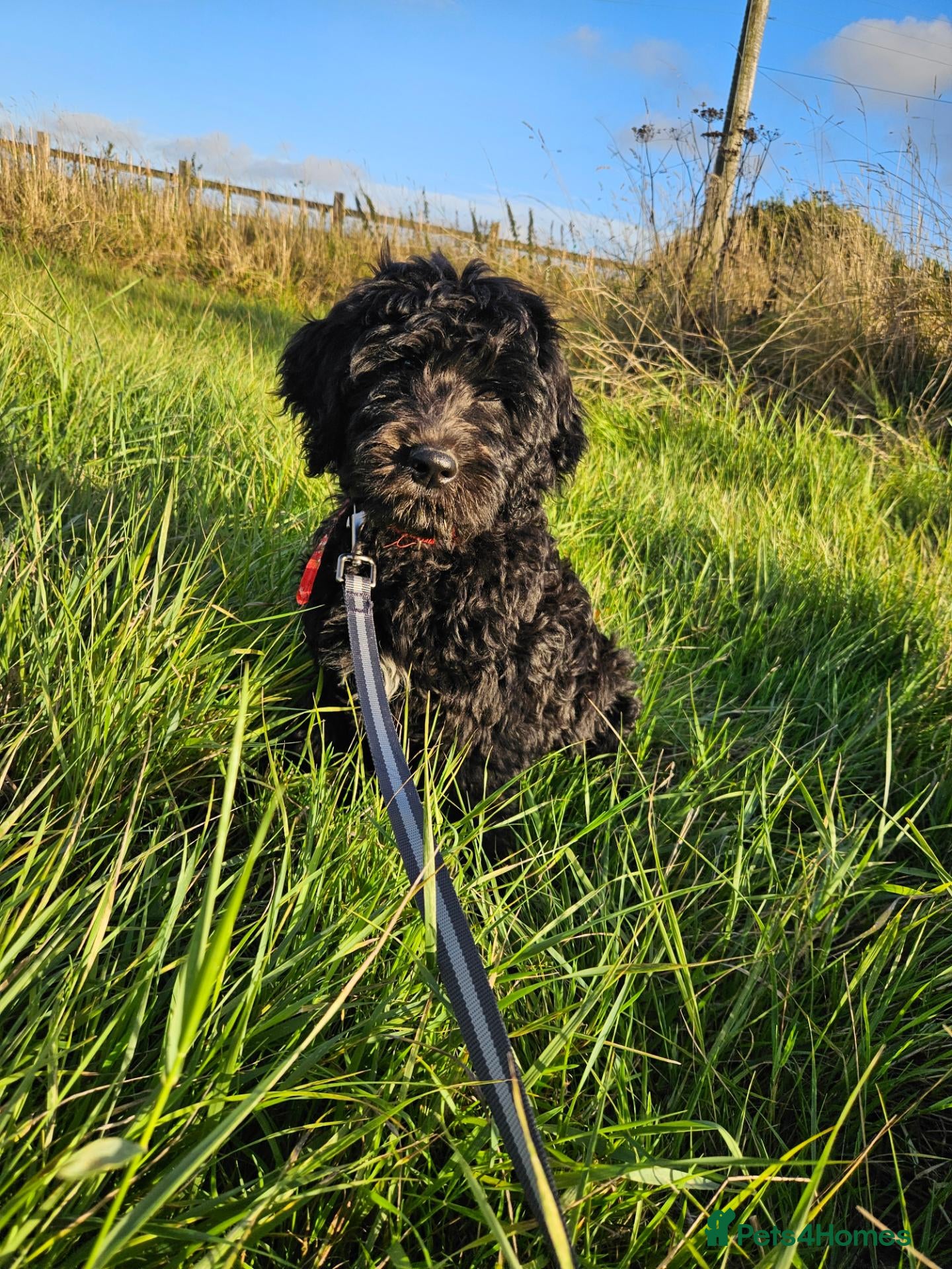 Goldendoodle dogs Beautiful f1 Goldendoodles  - Advert 2