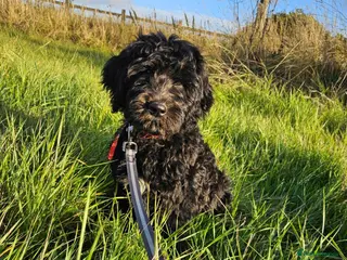 Goldendoodle dogs Beautiful f1 Goldendoodles - Advert 2