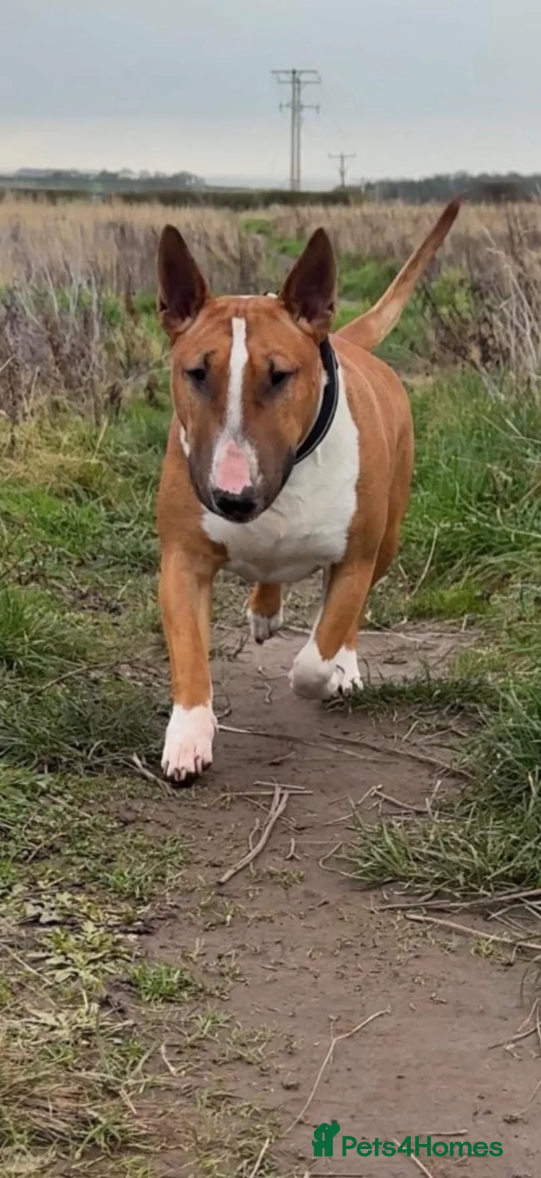 English Bull Terrier dogs for stud: Reggie  in Berwick-upon-Tweed - Advert 2
