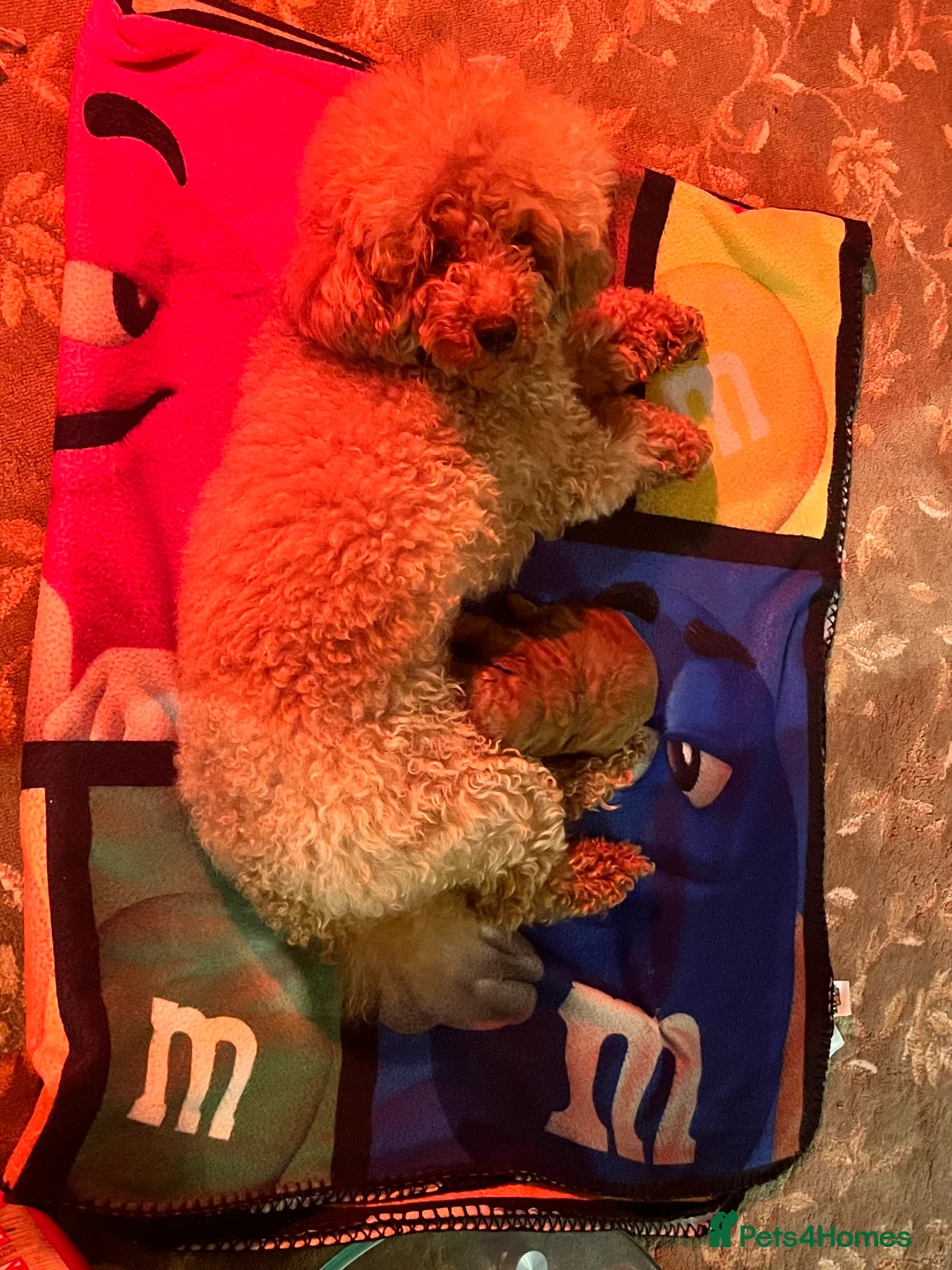 Toy Poodle dogs for sale: Red Toy Poodle  - Advert 7