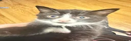 Mixed Breed cats for sale: Adorable female kitten  - Advert 1