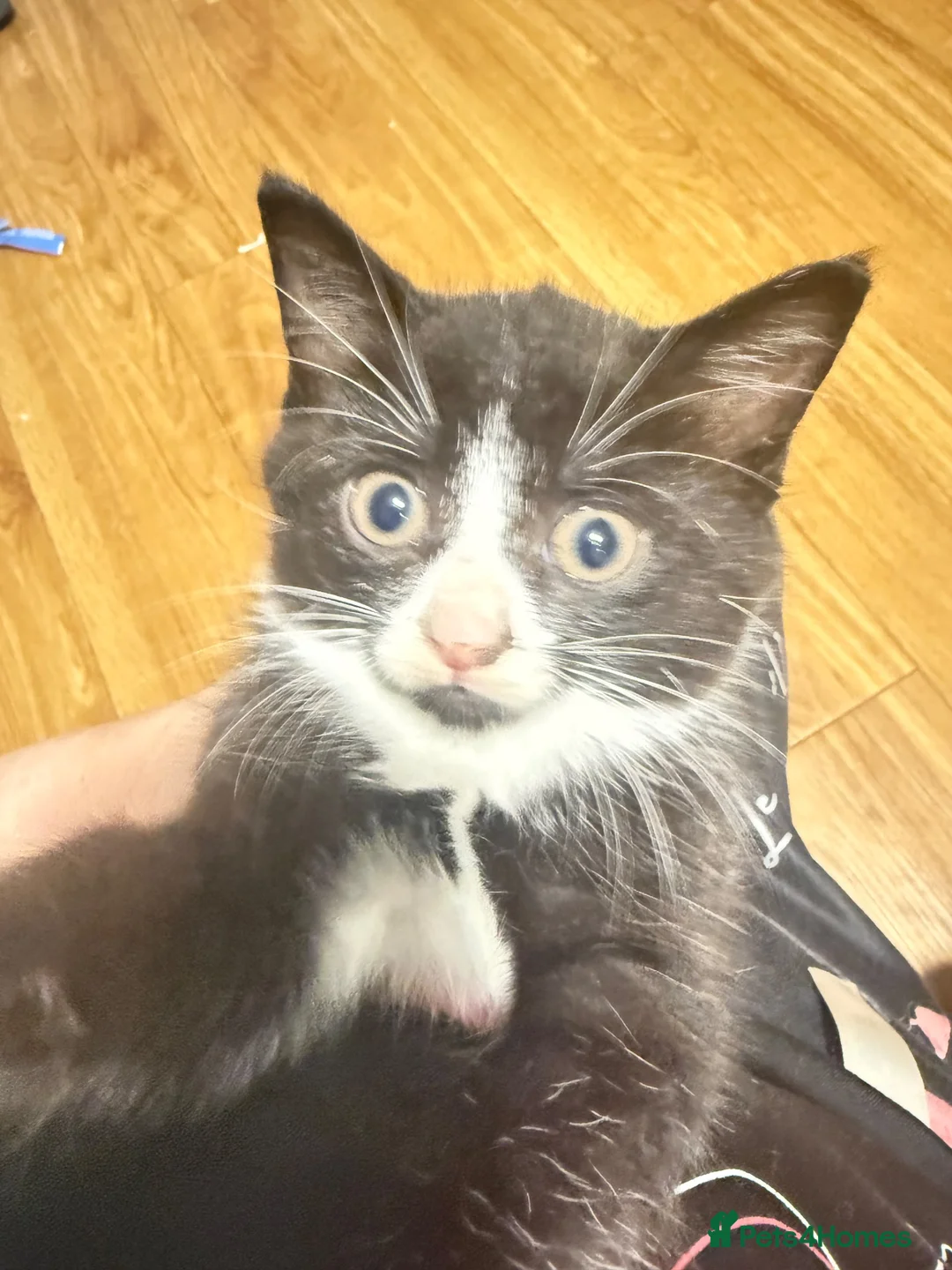 Mixed Breed cats for sale: Adorable female kitten  - Advert 1