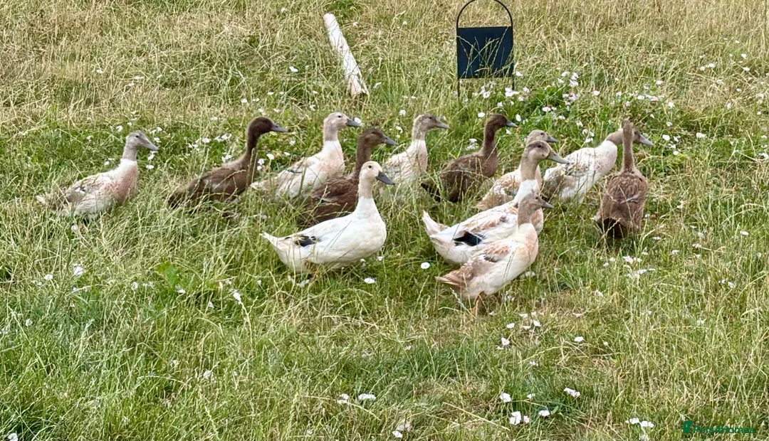 Ducks poultry for sale: Ducks for sale - Advert 2