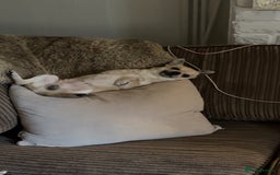 Chihuahua dogs for stud: Buddy - Image 3