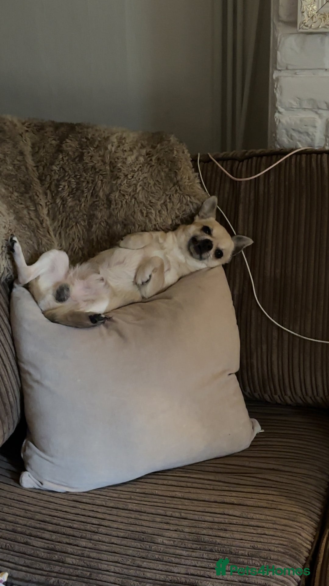 Chihuahua dogs for stud: Buddy - Image 3