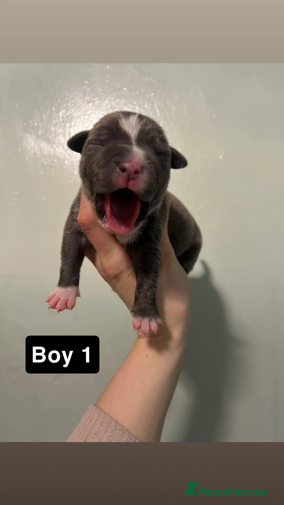 Staffordshire Bull Terrier dogs for sale: Staffordshire bull terrier puppies  - Advert 14