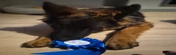 German Shepherd dogs for sale: Female German shepherd  in Wirral - Advert 2