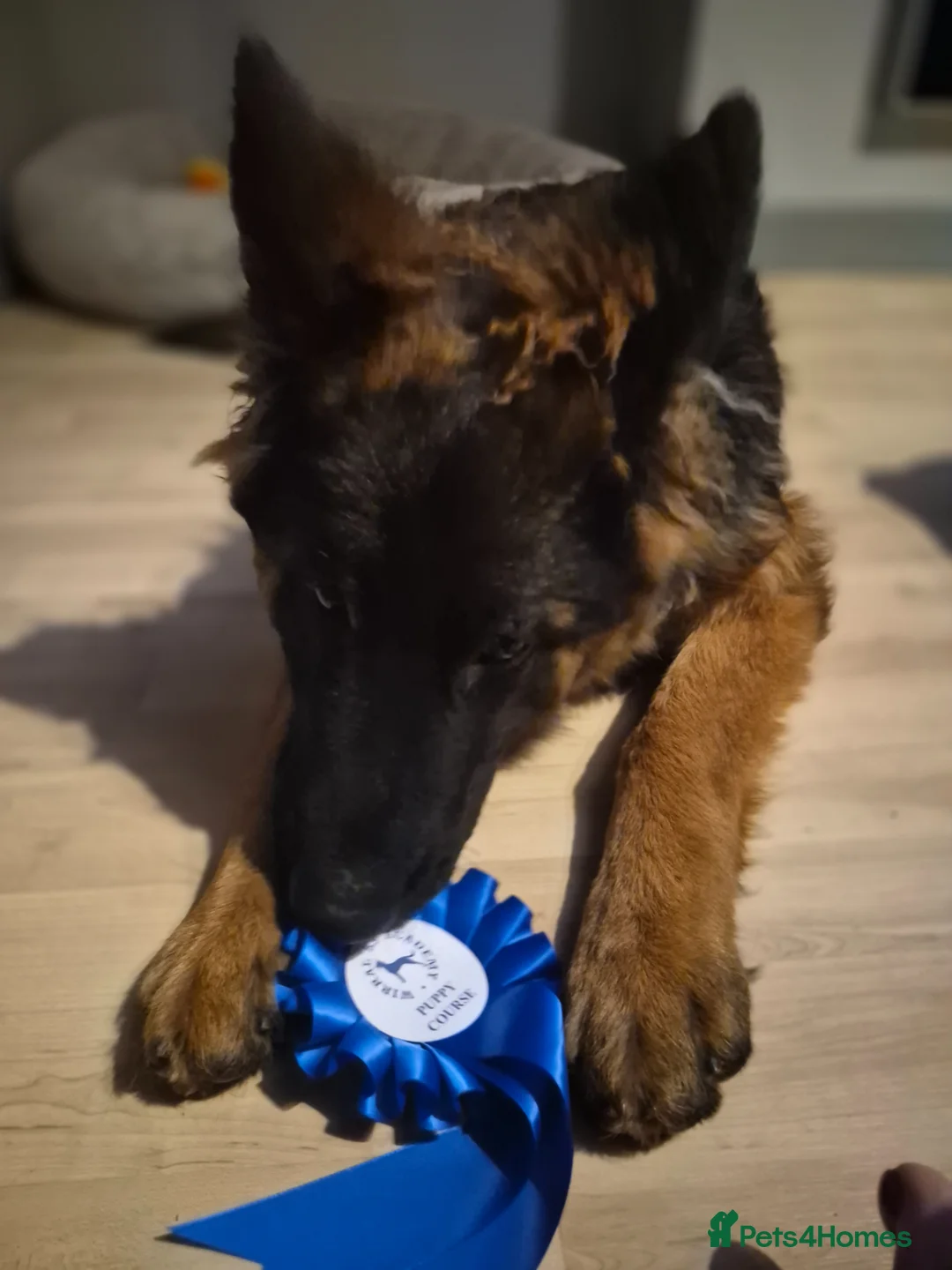 German Shepherd dogs for sale: Female German shepherd  in Wirral - Advert 2