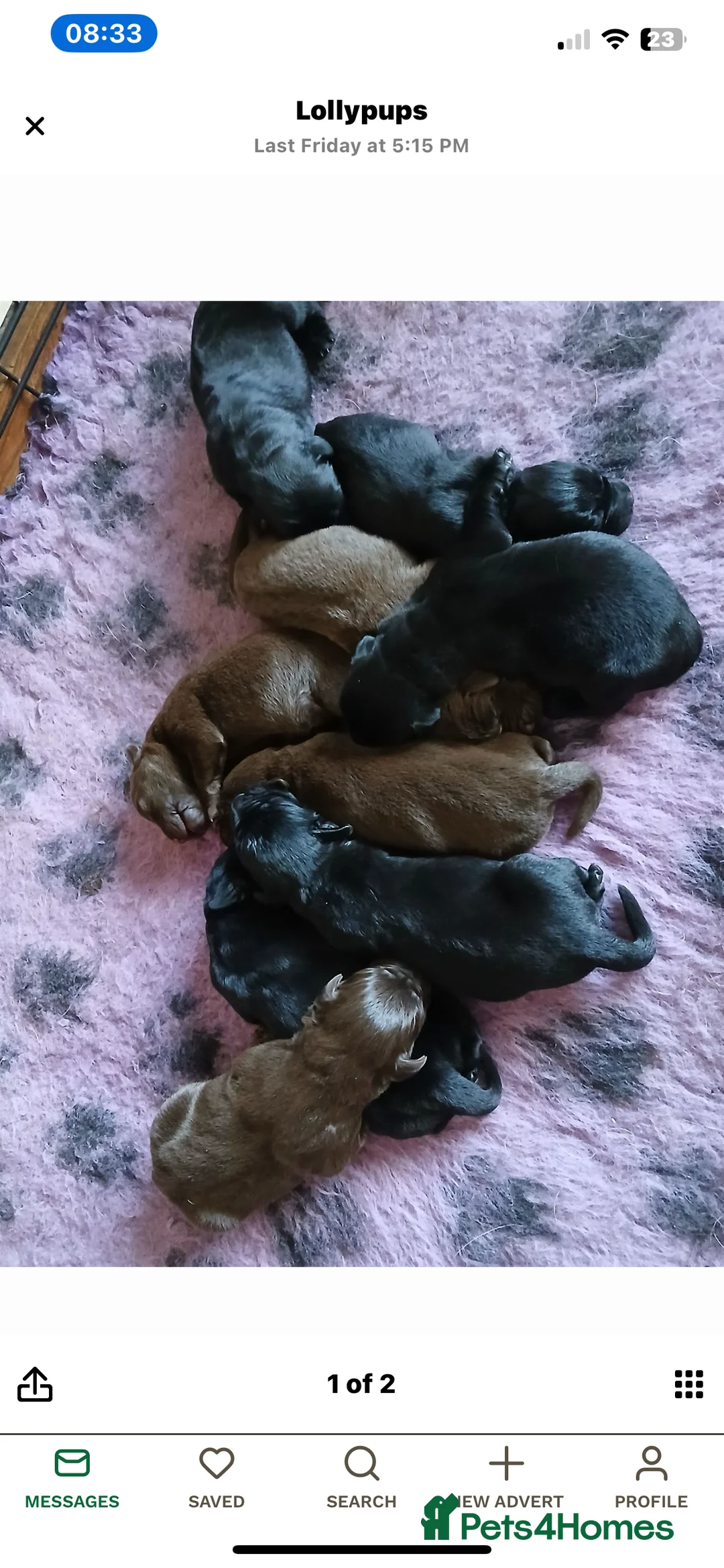 Labrador Retriever dogs for stud: Dark Fox Red Labrador For Stud in Leeds - Advert 11