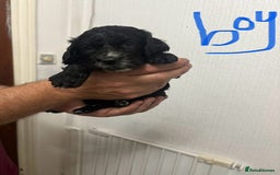 Cocker Spaniel dogs for sale: Cocker spaniel puppies  - Image 3