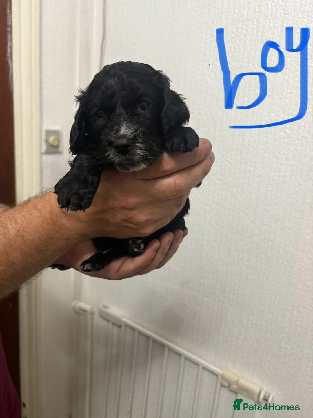 Cocker Spaniel dogs for sale: Cocker spaniel puppies  - Image 3