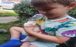 Ferret rodents for sale: Amazing Albino Ferret Kits - Image 8