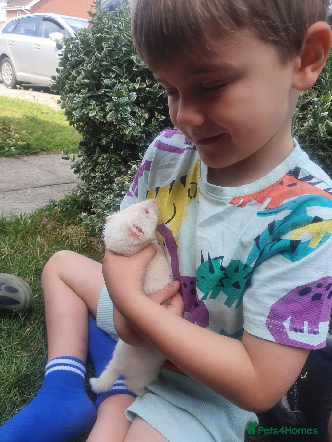 Ferret rodents for sale: Amazing Albino Ferret Kits - Image 8