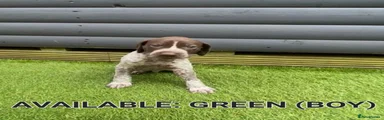 German Shorthaired Pointer 4