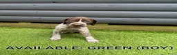 German Shorthaired Pointer dogs for sale: German shorthaired pointer puppies 5 weeks old in Swindon - Advert 14